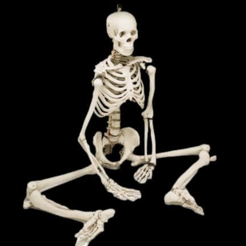 “Human Skeleton” Movie Quality Halloween Prop