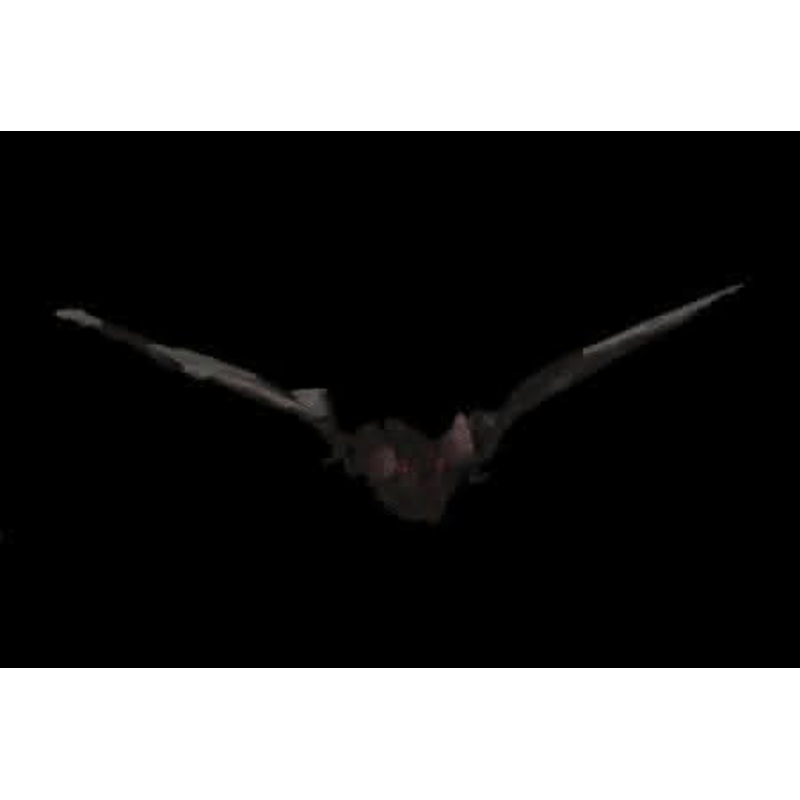 “Bat with Light-up Eyes” Hanging Halloween Prop – 54 inches