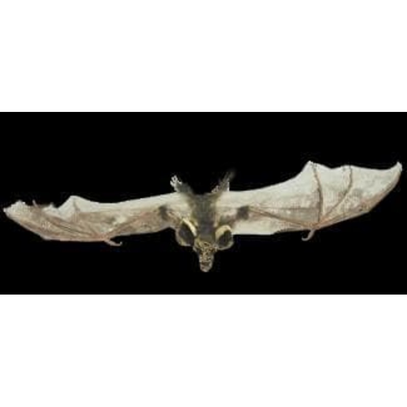“Brown Bat with Skull Head” Animal Prop