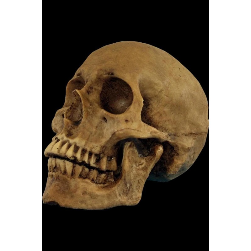 “Hard Resin Human Skull – Movable Jaw” Halloween Prop