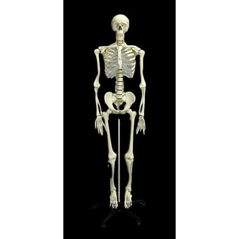 “Human Skeleton” Deluxe Movie Quality Halloween Prop