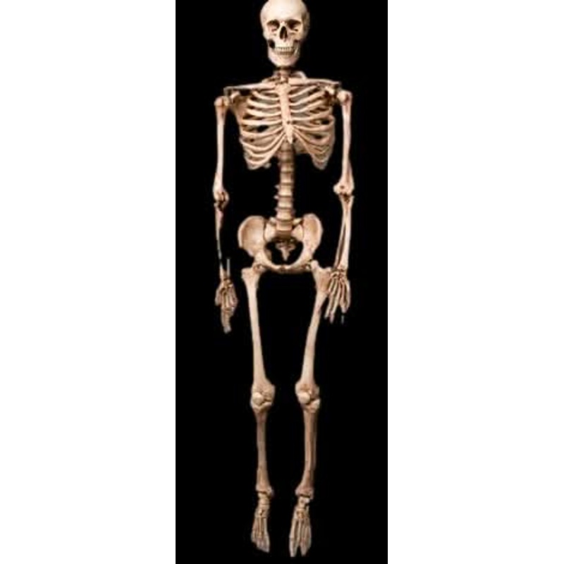 Life-Size Aged Skeleton