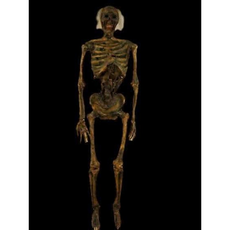 Life- Size Rotted Skeleton
