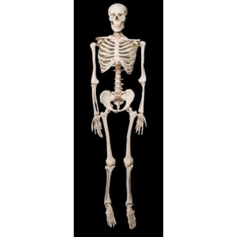 Life- Size Skeleton