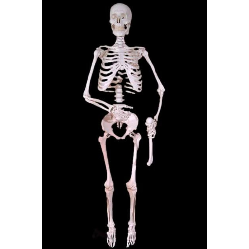 Harvey Posable Life Size Skeleton, 2nd Class