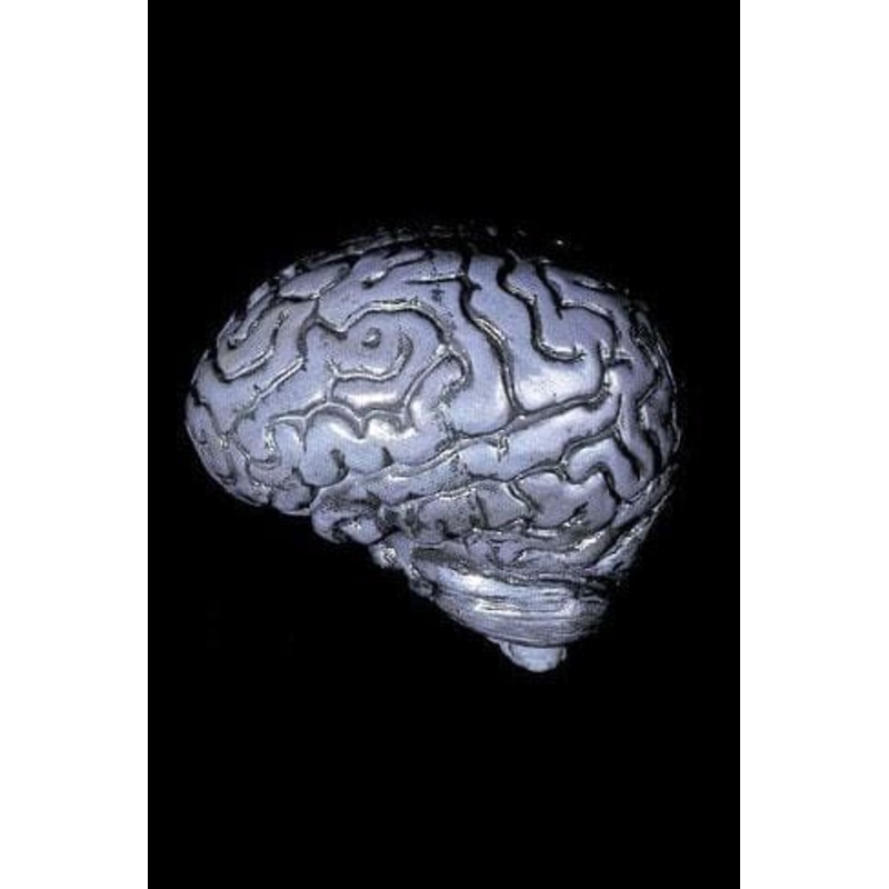 “Human Brain” Haunted House Prop