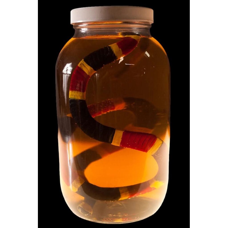 Coral Snake Replica Specimen Jar Halloween Prop