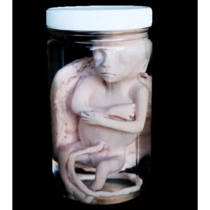 Fetus Replica 5 months Specimen Jar Halloween Prop