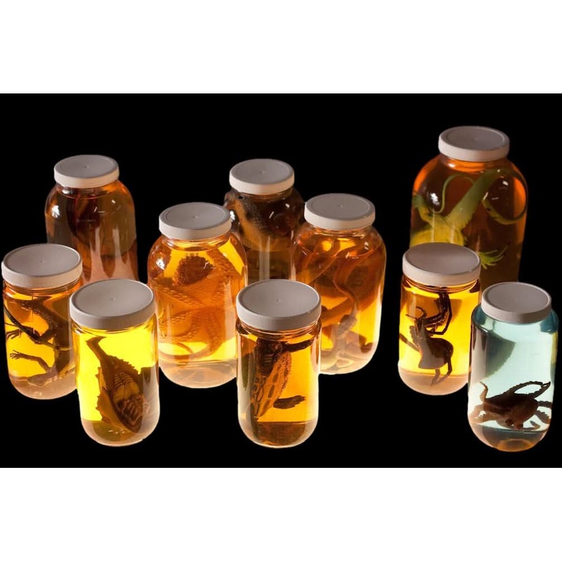 Replica Speciment Jar Assortment Halloween Prop Combo
