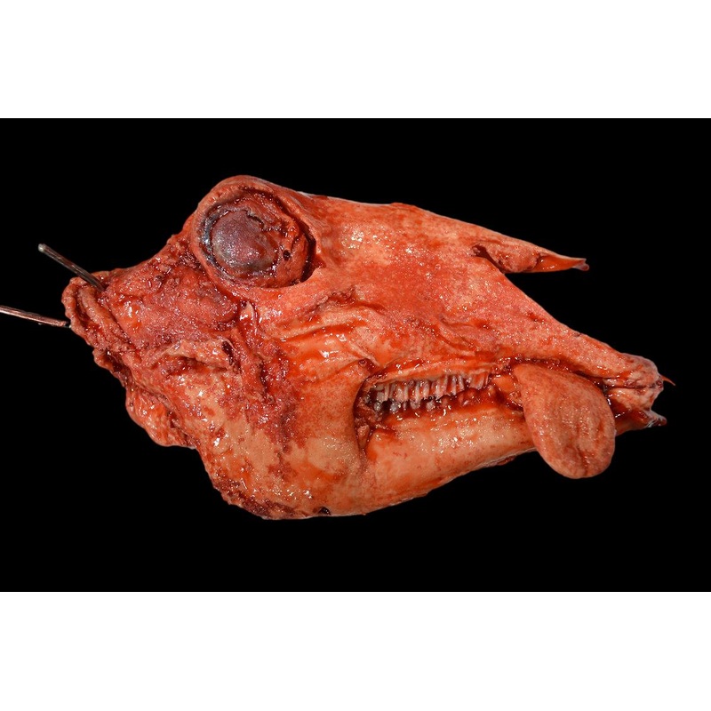 Severered Goat Head Halloween Prop