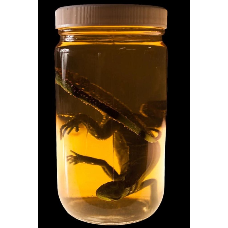 Small Iguana Replica Specimen Jar Halloween Prop